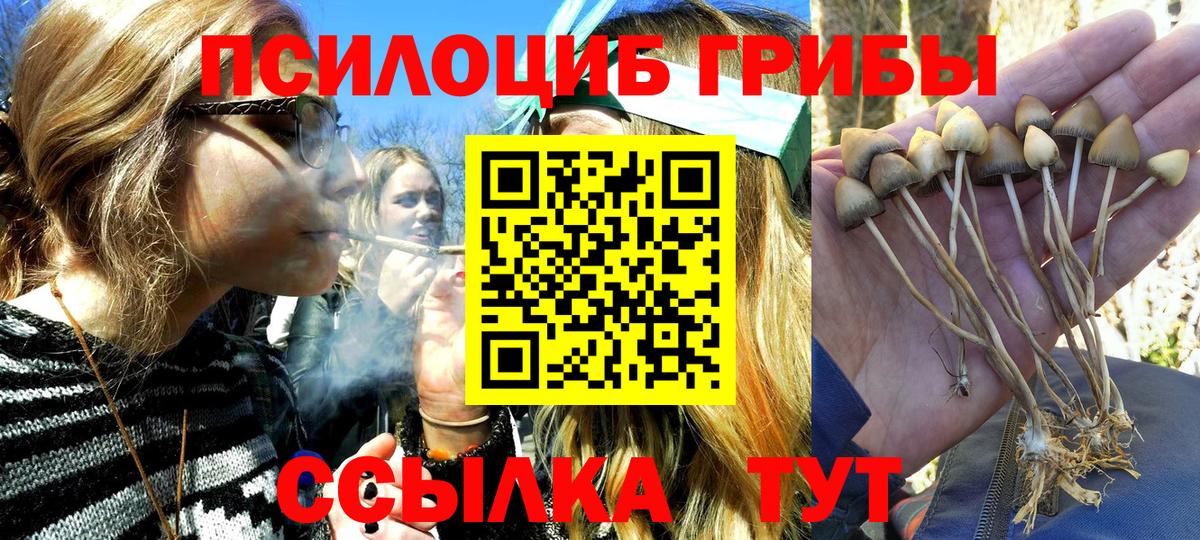 Солнечногорск  Псилоцибиновые грибы Cubensis  Вход с VPN 
